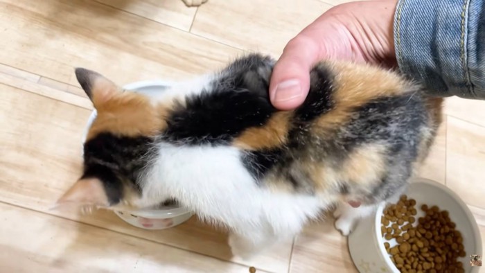 持ち上げられる三毛子猫ちゃん