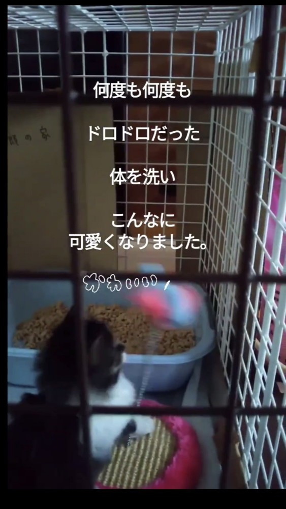 おもちゃで遊ぶ猫