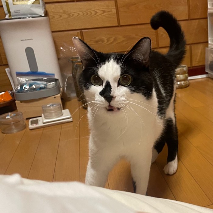 白黒猫の驚いた表情