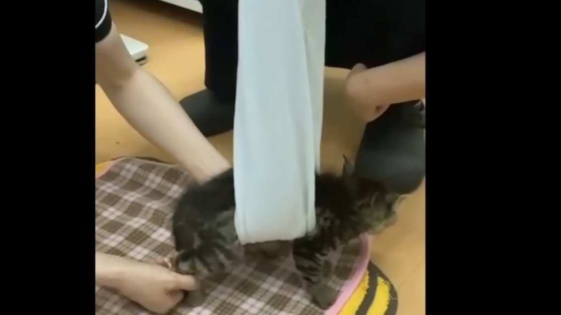 歩行練習をしているキジトラの子猫