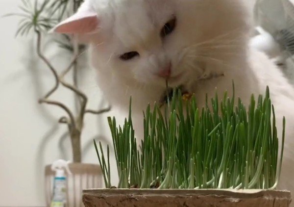猫草を食べる白猫