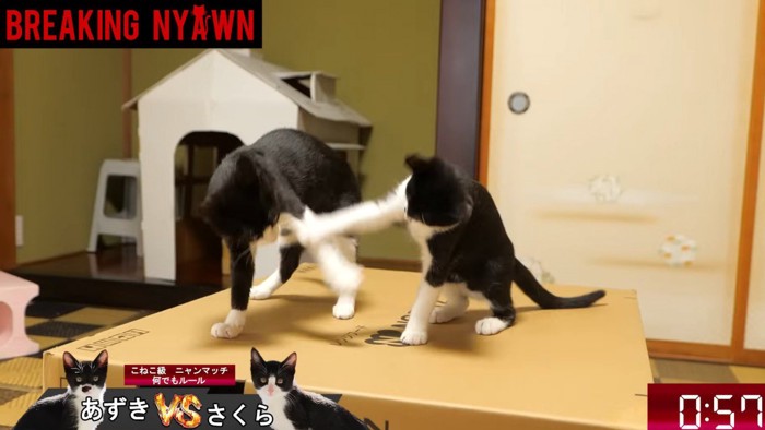 段ボール箱の上にのる二匹の黒白猫