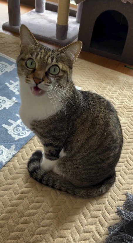 話しかけてくる飼い主に返事をする猫