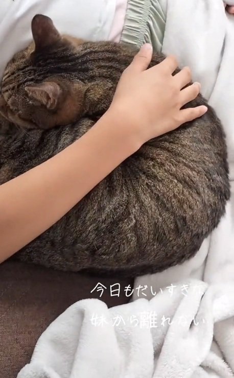 女の子の腕の中で眠る猫
