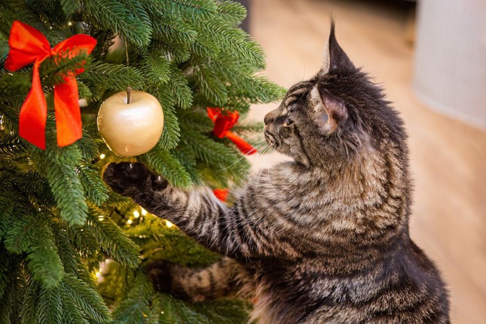 クリスマスツリーで遊ぶ猫