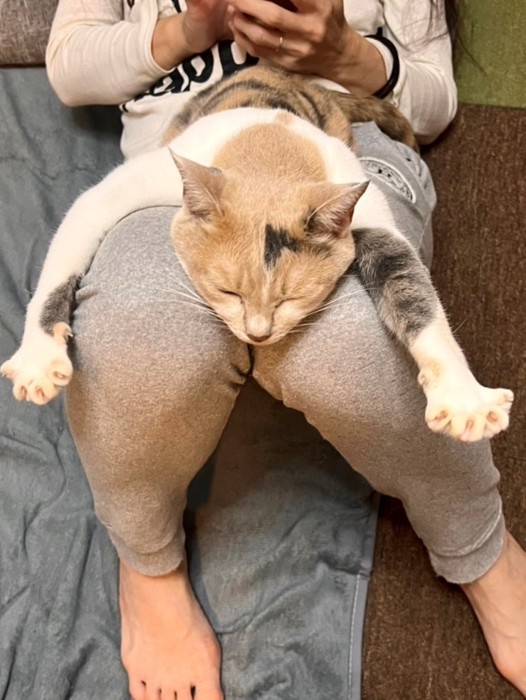 飼い主の膝の上で腕を伸ばして眠る猫