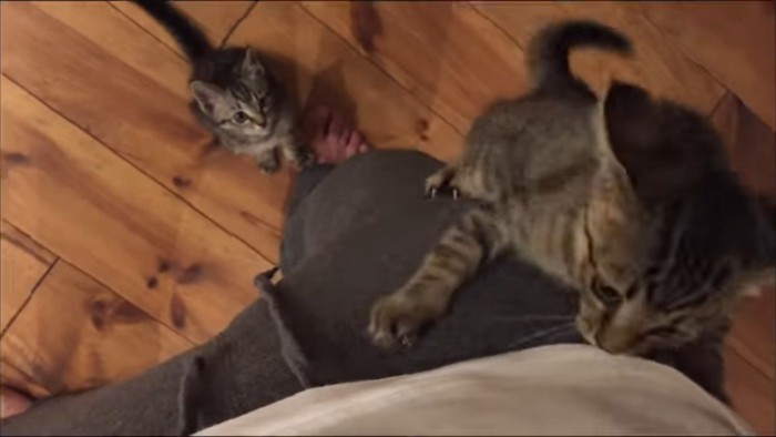 足をよじ登って