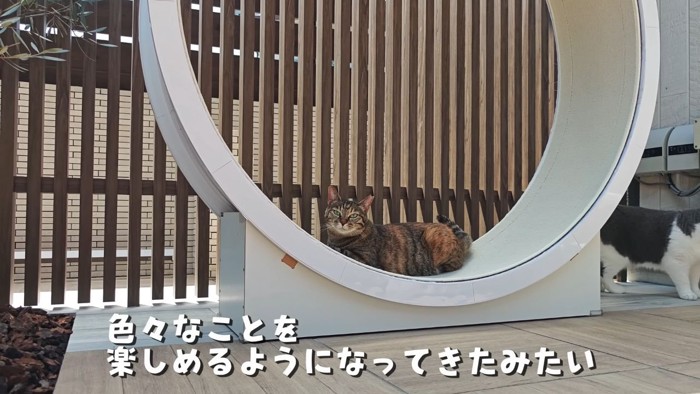 キャットホイールと猫3