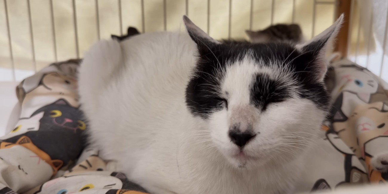 目を閉じている猫のアップ