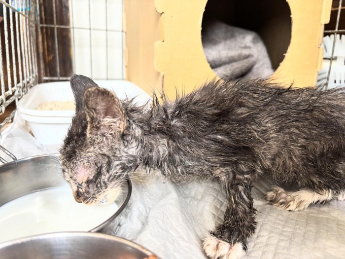 ミルクを飲む子猫