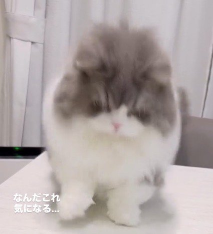 ケーキの容器に触れて飛び跳ねる猫