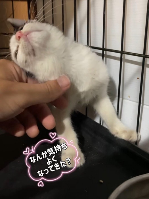 人の手に頭をつける猫