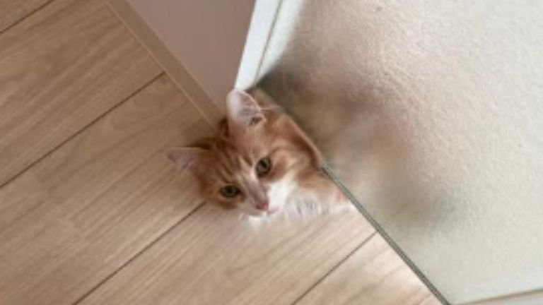 寝転がっている猫