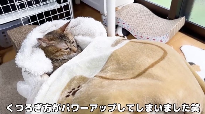 毛布をかけられて更にくつろぐ猫