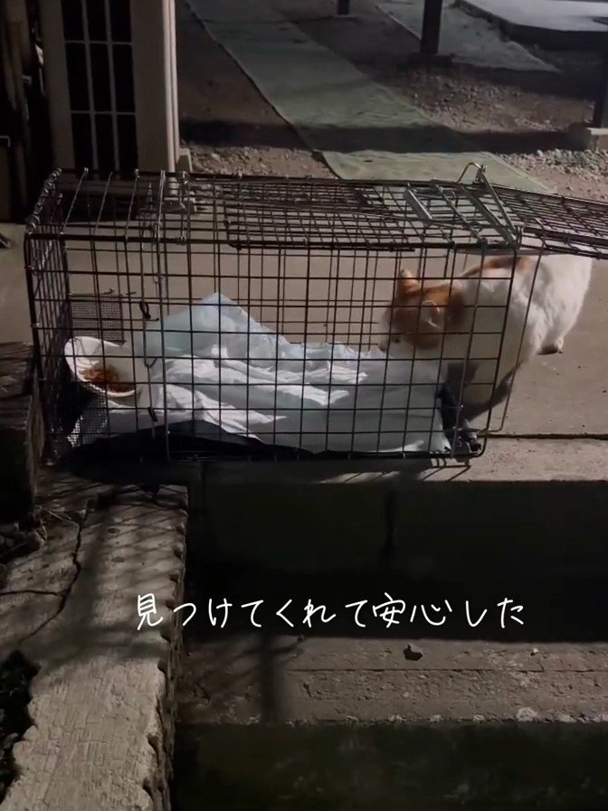 捕獲器の中に入ろうとする猫