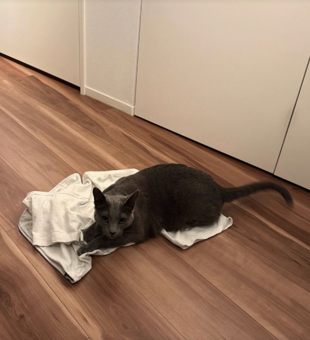 床に置いた服の上にいる猫