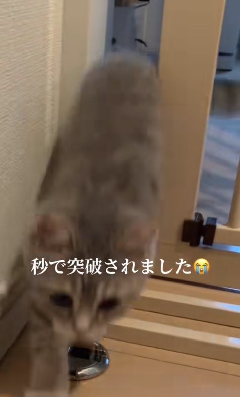 脱走防止用ガードの隙間をすり抜けていく子猫