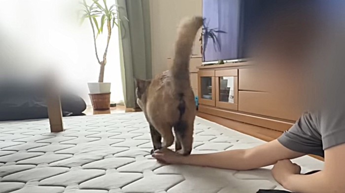 マウンティングする猫の後ろ姿