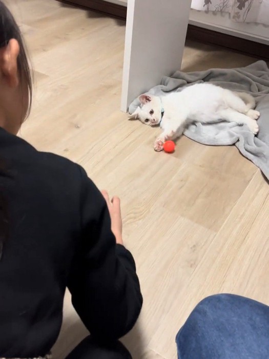 寝転んで遊ぶ子猫