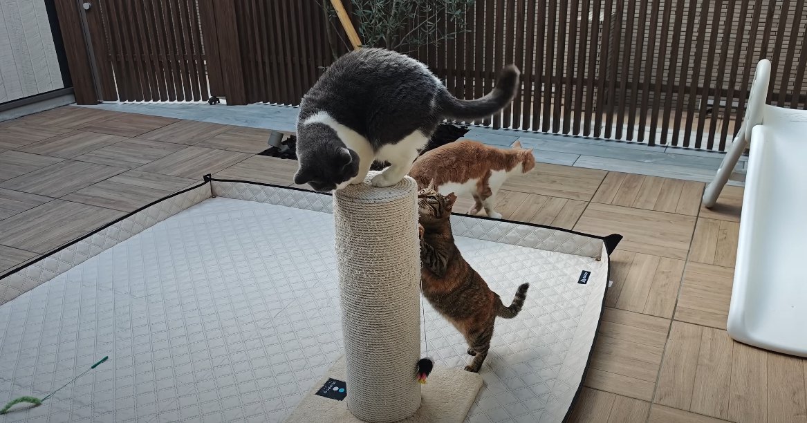 爪とぎの上に乗る猫と爪とぎをする猫