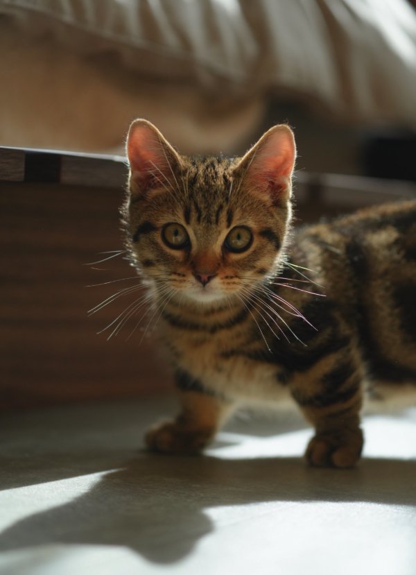 逆光の中立っている子猫の上半身アップ