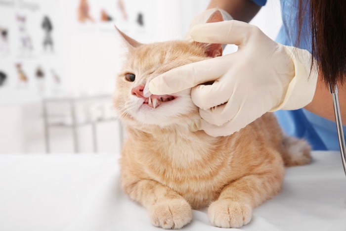 獣医に歯をチェックされる猫