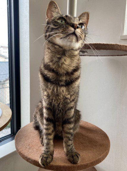 スタイルのいい猫