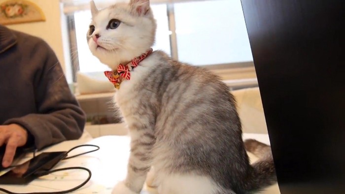 パソコン作業を見守る子猫