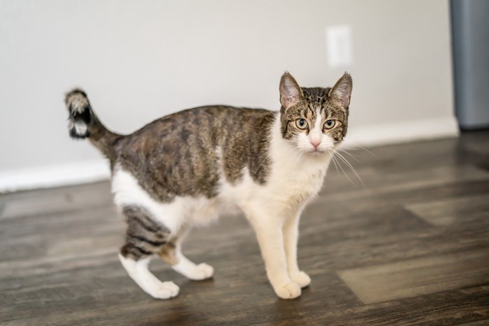 かぎしっぽの猫