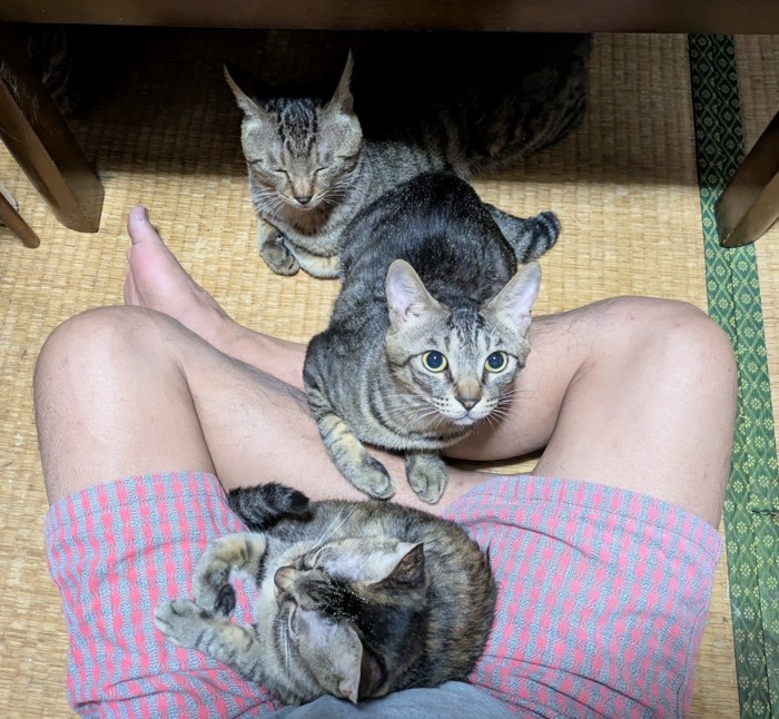 座る人の足元に寄り添う3匹の猫