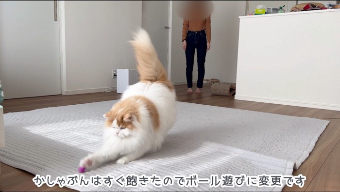 小さいボールを追いかける猫