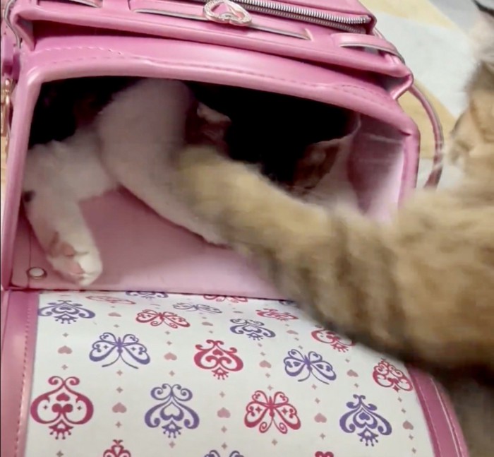 ランドセルの中でくつろぐ猫に手を伸ばす猫