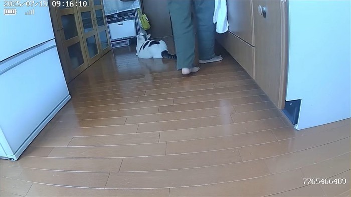 飼い主を見上げる猫