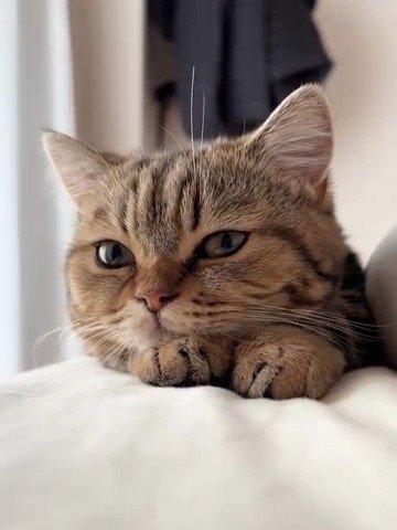 前足に顔を乗せる猫