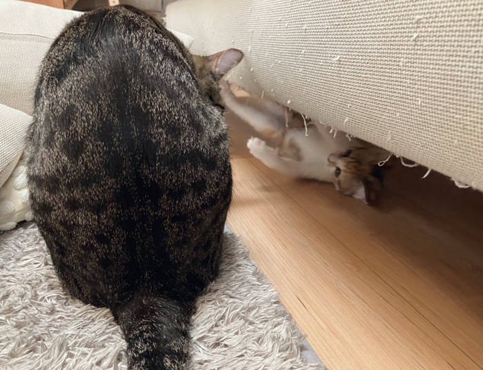 暴れる子猫を見つめる成猫