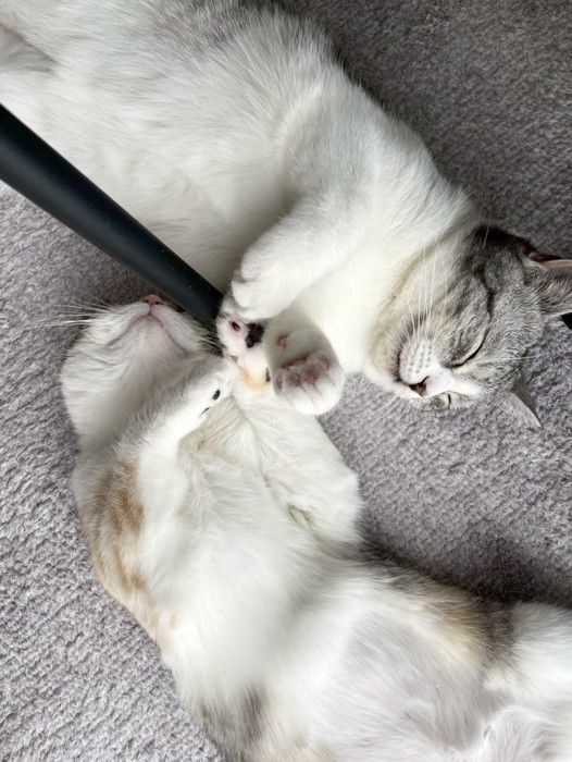 寄り添って眠る2匹の猫