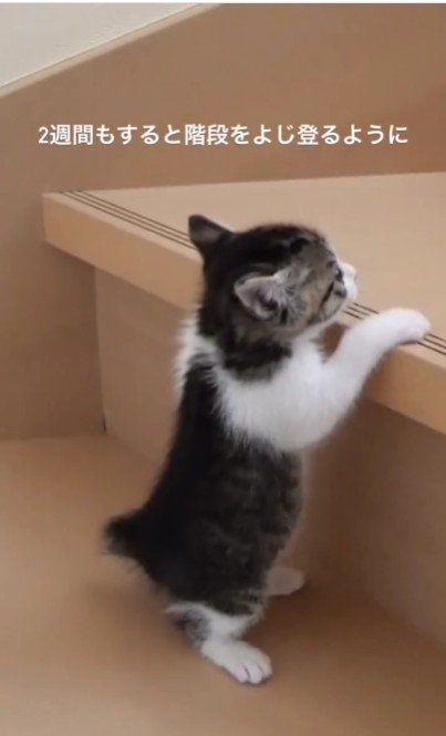 階段を上っている子猫