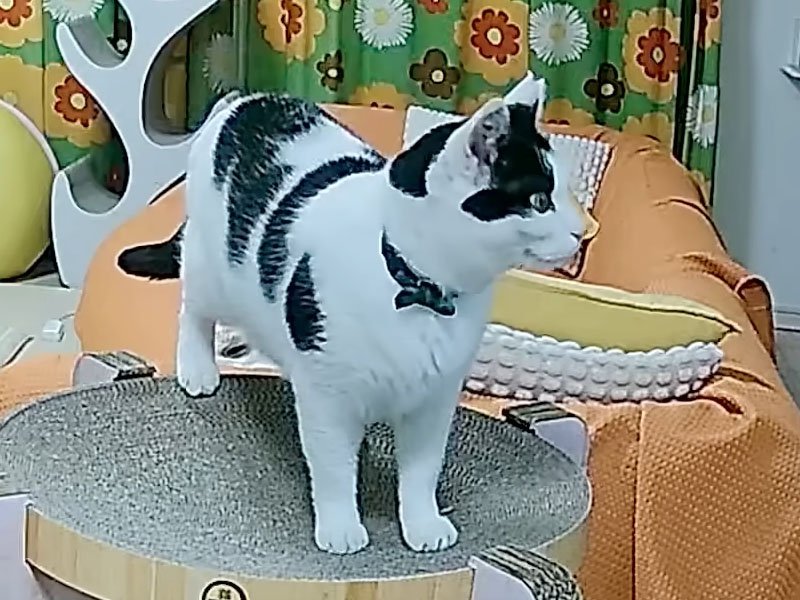 リビングの猫
