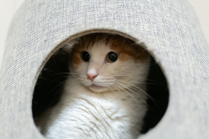 キャットタワーの中の猫