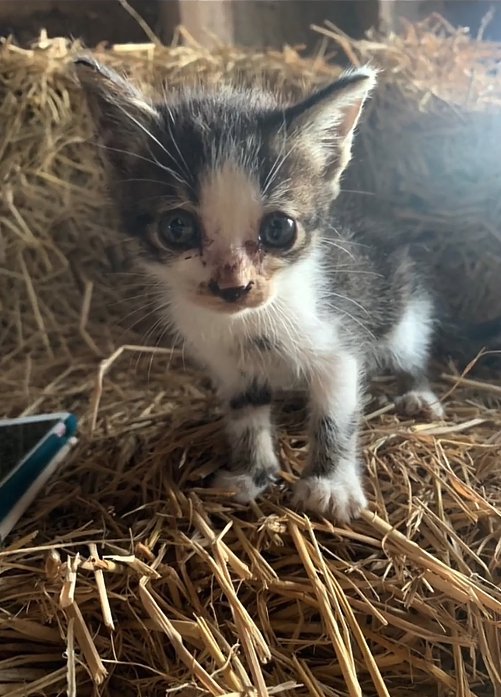 藁の上に立っている子猫