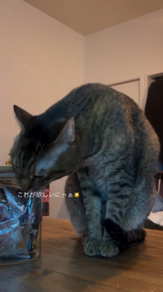 おやつの入った瓶に顔をすり寄せる猫