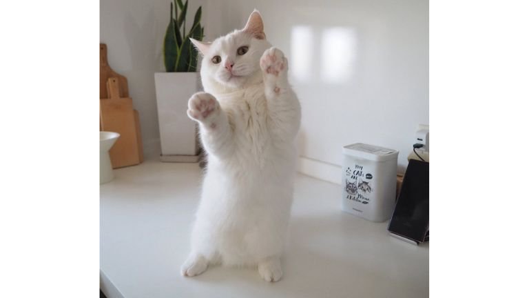 二足立ちしている猫