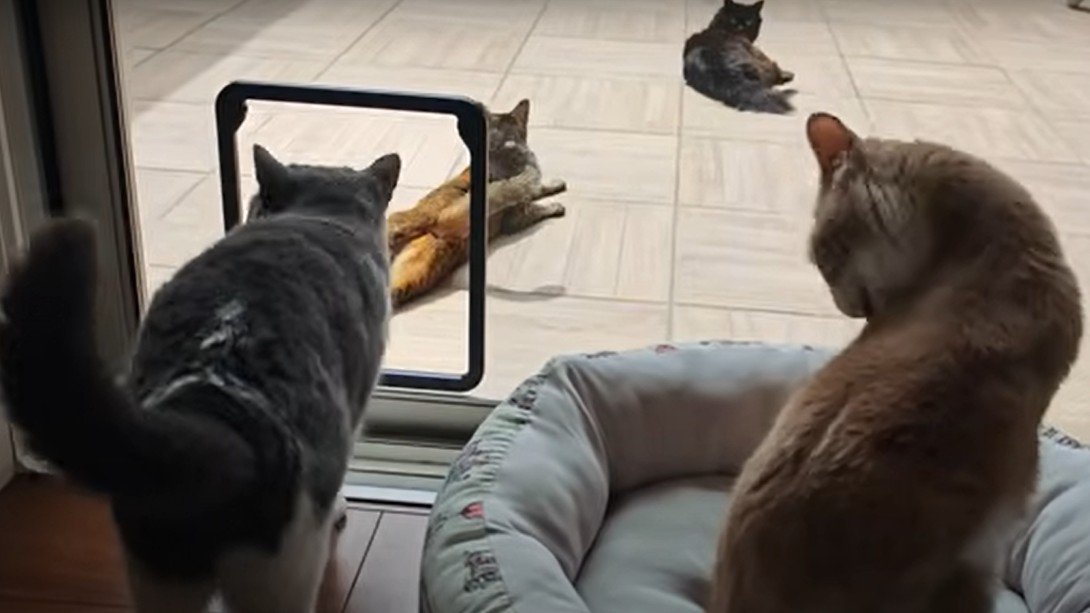 庭へ出る猫たち