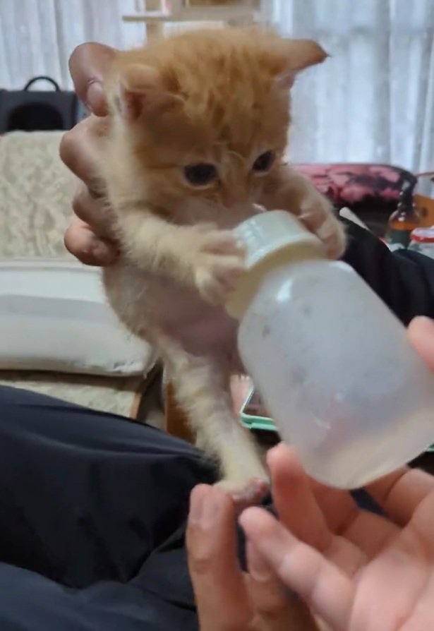 お腹がパンパンなチャッピーくん