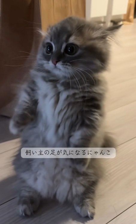 後足で立っているミヌエットの子猫