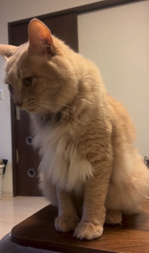 テーブルの上に座ってうつむく猫