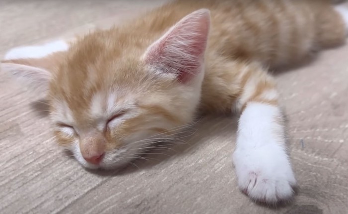 「大の字」で眠る子猫