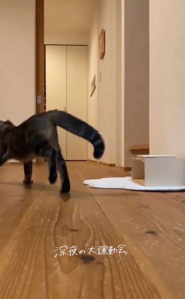 追いかけっこする2匹3