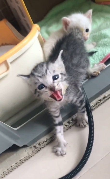 警戒して怒った顔をしている子猫