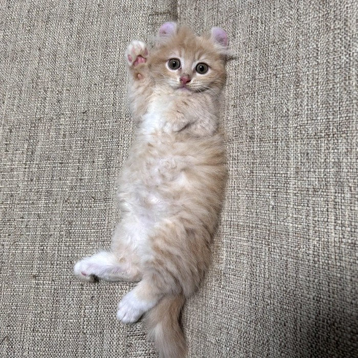 右手をあげている子猫